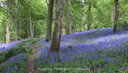 Bluebells by Andy Kent