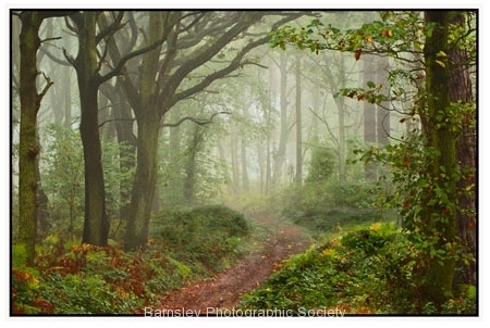 Notton Woods by David Speight
