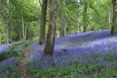 Bluebells by Andy Kent
