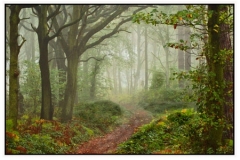 Notton Woods by David Speight