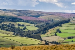 Moorland Heather by Bob Harper