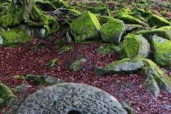 Padley Gorge by Andy Kent