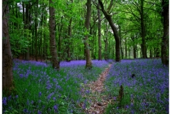 Bluebell Path by Richard Woodhouse