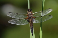 Four Spotted Chaser by Andy Kent