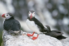 hree Puffins by Jeff Moore