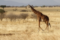 Giraffe Serengeti Park by Willem Van Herp