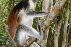 Kirk Red Colobus Monkey by Willem Van Herp