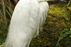 Little Egret by Tom Allison