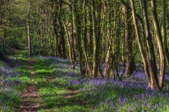 Stainborough-bluebell-wood