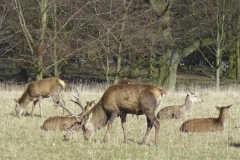 Deer_Park