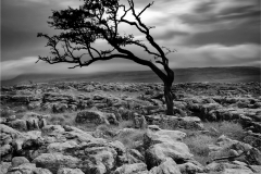 Bent By the Wind by Jeff Moore