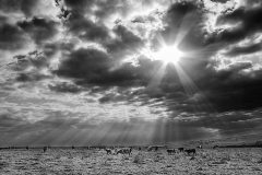 Sunlight Rays by Bob Harper