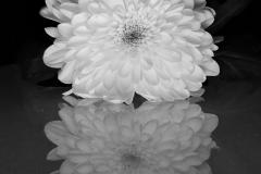 Single Flower by Paul Coverdale