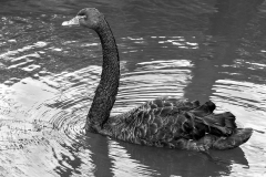 Black Swan by Bob Harper