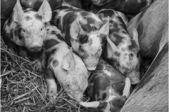 Piglets by Bob Harper