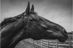 Horses Head by Bob Harper