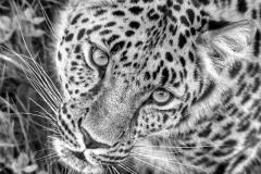 Who Me by Harry Watson
