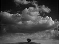 Singular Tree by Jeff Moore