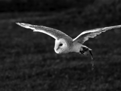Barn Owl by Dave Rippon