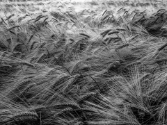 Barley Field by Phil Edwards