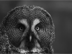 Grey Owl by Jeff Moore