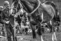 1 D SHIRE HORSE by Roy Lloyd