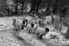 D ITS A LONG WAY HOME by Michael Swallow