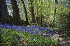 12 BLUEBELL WALK by Bob Harper