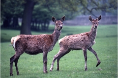 3 DEERS by Bob Harper