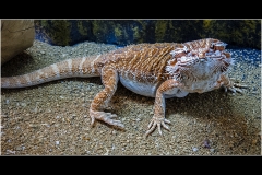 BEARDED-DRAGON-by-Bob-Harper