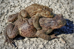 COMMON TOADS by Bob Harper