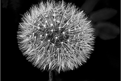 DANDELION SEED HEAD by Bob Harper