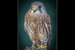FALCON-by-Bob-Harper