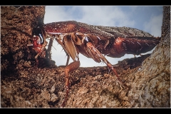 INDONESIAN WOOD BEETLE by Bob Harper
