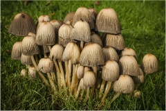 INK CAP FUNGI by Bob Harper