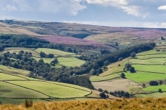 MOORLAND-HEATHER-B-Harper-