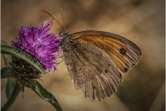SKIPPER-BUTTERFLY-by-Bob-Harper
