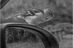 SPARROW-ON-CAR-MIRROR-by-Bob-Harper