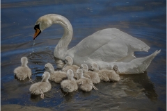 SWAN-WITH-CYGNETS-by-Bob-Harper