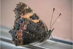 TORTOISESHELL BUTTERFLY by Bob Harper