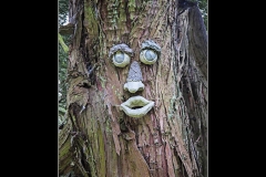TREE FACE