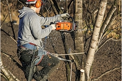 TREE SURGEON by BOB HARPER