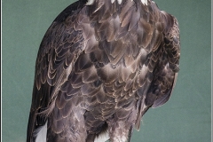 WHITE TAILED EAGLE by Bob Harper
