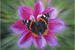WONDER-OF-NATURE-