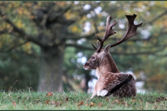 YOUNG STAG by Brian Crossland