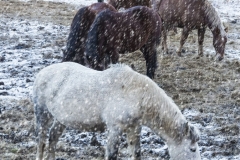HORSES-IN-SNOW-by-Brian-Johnson