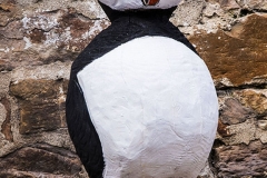 PUFFIN by Brian Jonhson