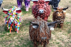 TATTON-PARK-CATTLE-by-Brian-Johnson