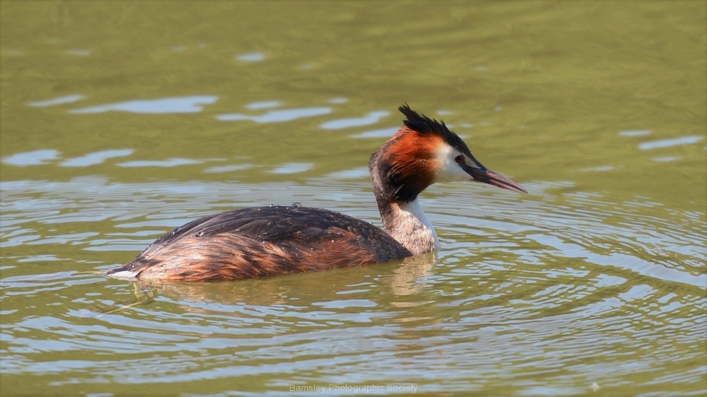 GREAT-CRESTED-GREBE-by-Glyn-Tattersall