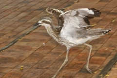 BUSH-STONE-CURLEW-by-Harry-Watson